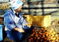 Eco-Political Film Histories: Land Cinema in Japan and beyond - with Becca Voelcker