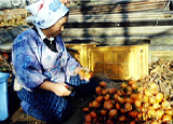 Eco-Political Film Histories: Land Cinema in Japan and beyond - with Becca Voelcker