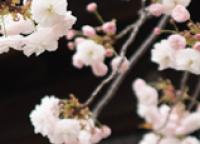 Japan Society Chairman's Blog (54)