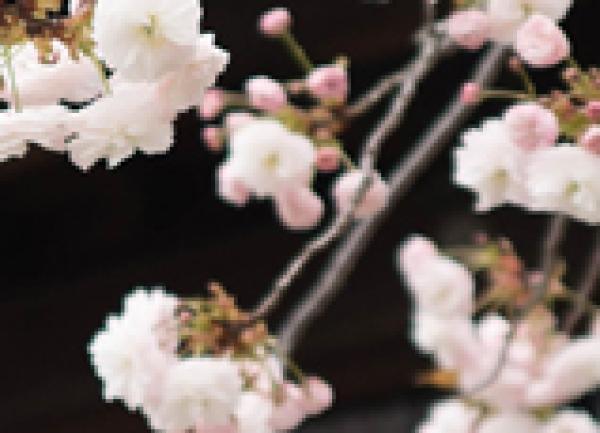Japan Society Chairman's Blog (54)