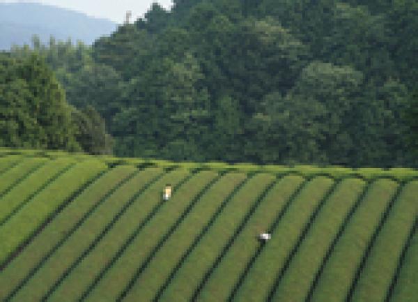 ONLINE EVENT - Japan Society Film Club: The Mourning Forest directed by Naomi Kawase