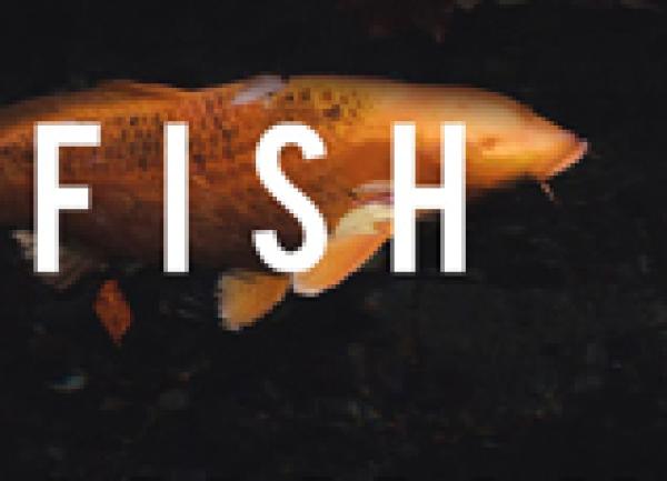 ONLINE EVENT - Japan Society Book Club: Fish Swimming in Dappled Sunlight by Riku Onda