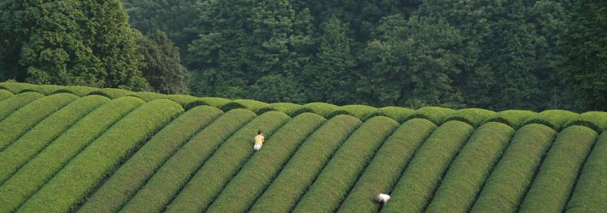 ONLINE EVENT - Japan Society Film Club: The Mourning Forest directed by Naomi Kawase
