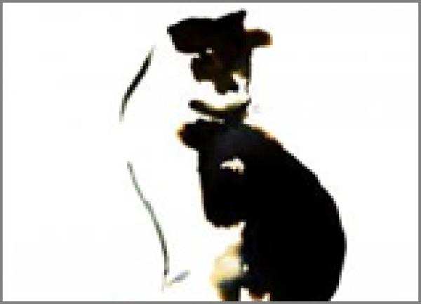 ONLINE EVENT - Japan Society Book Club: A Cat, a Man, and Two Women by Junichiro Tanizaki