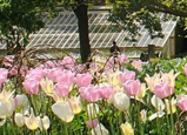 Japan Society Chairman's Blog (51)
