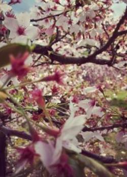 Hanami Festival 2016