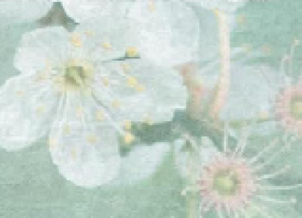 IN-PERSON EVENT - The Japan Society Book Club: Inheritance from Mother by Minae Mizumura
