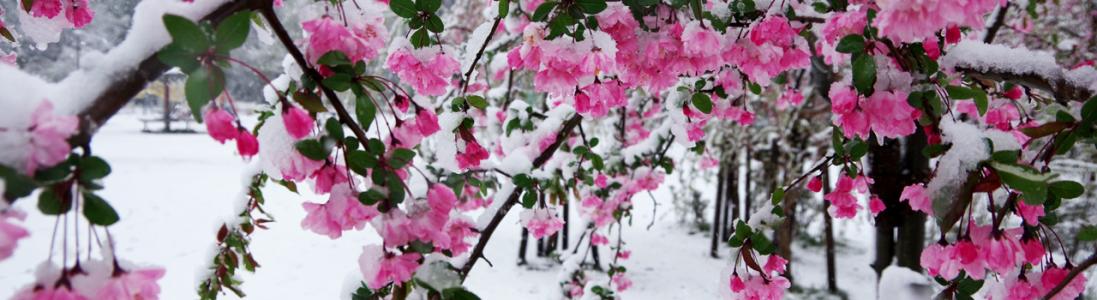 Japan Society Chairman's Blog (2)