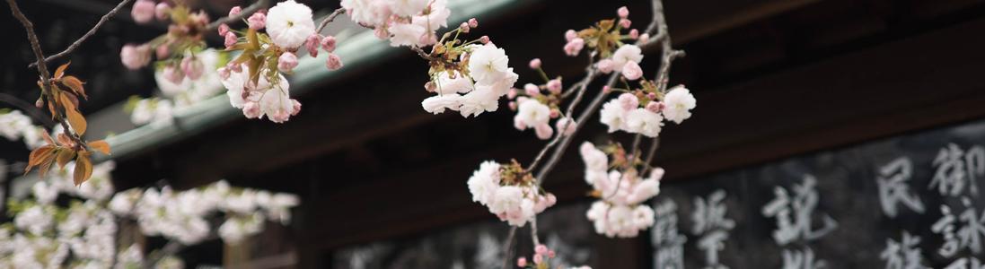Japan Society Chairman's Blog (54)