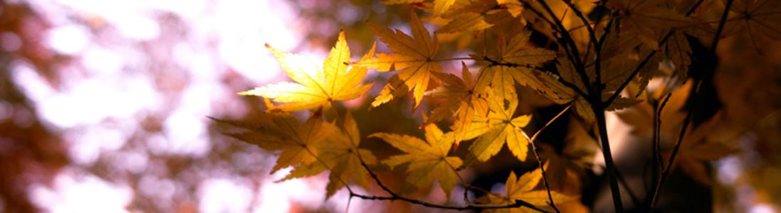 Japan Society Chairman's Blog (29)