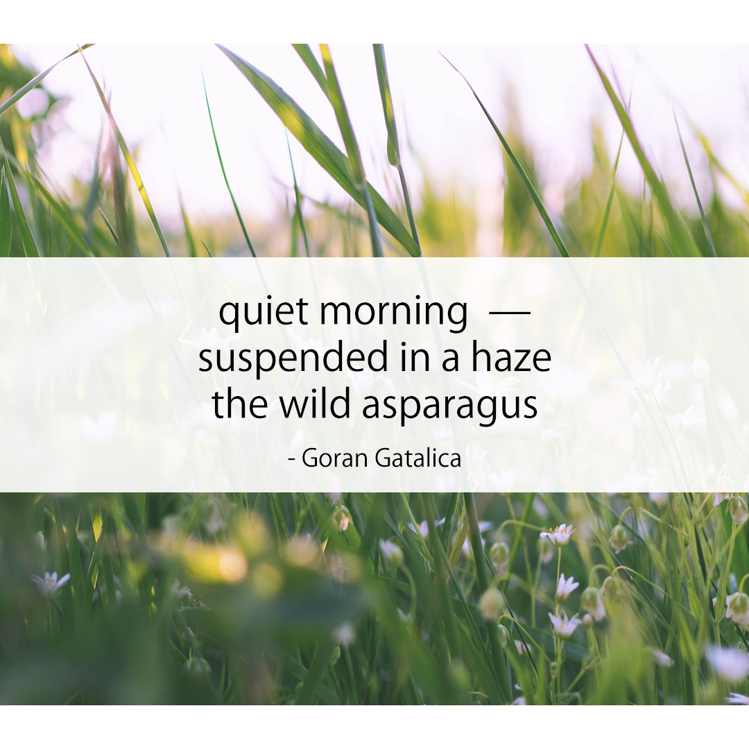 quiet morning — / suspended in a haze / the wild asparagus