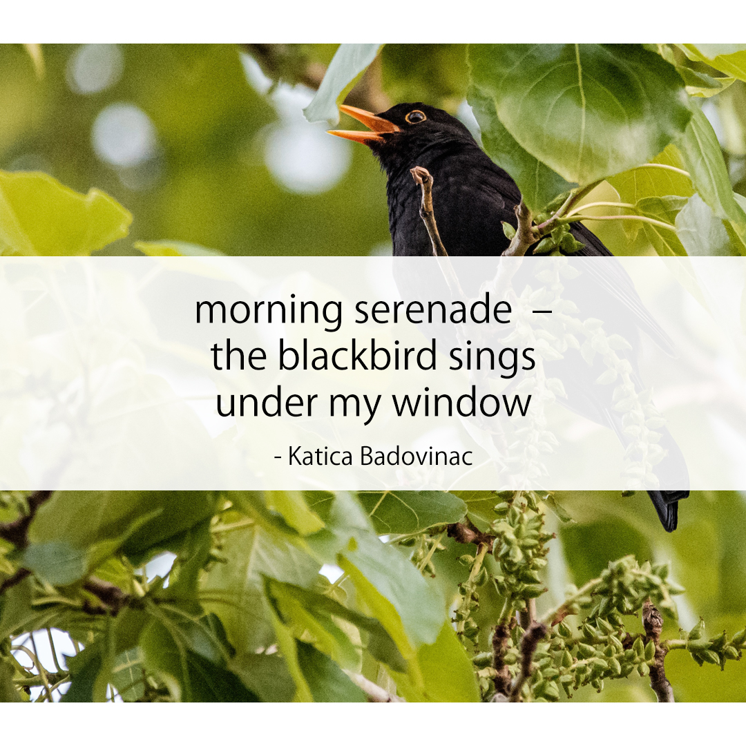 morning serenade – / the blackbird sings / under my window