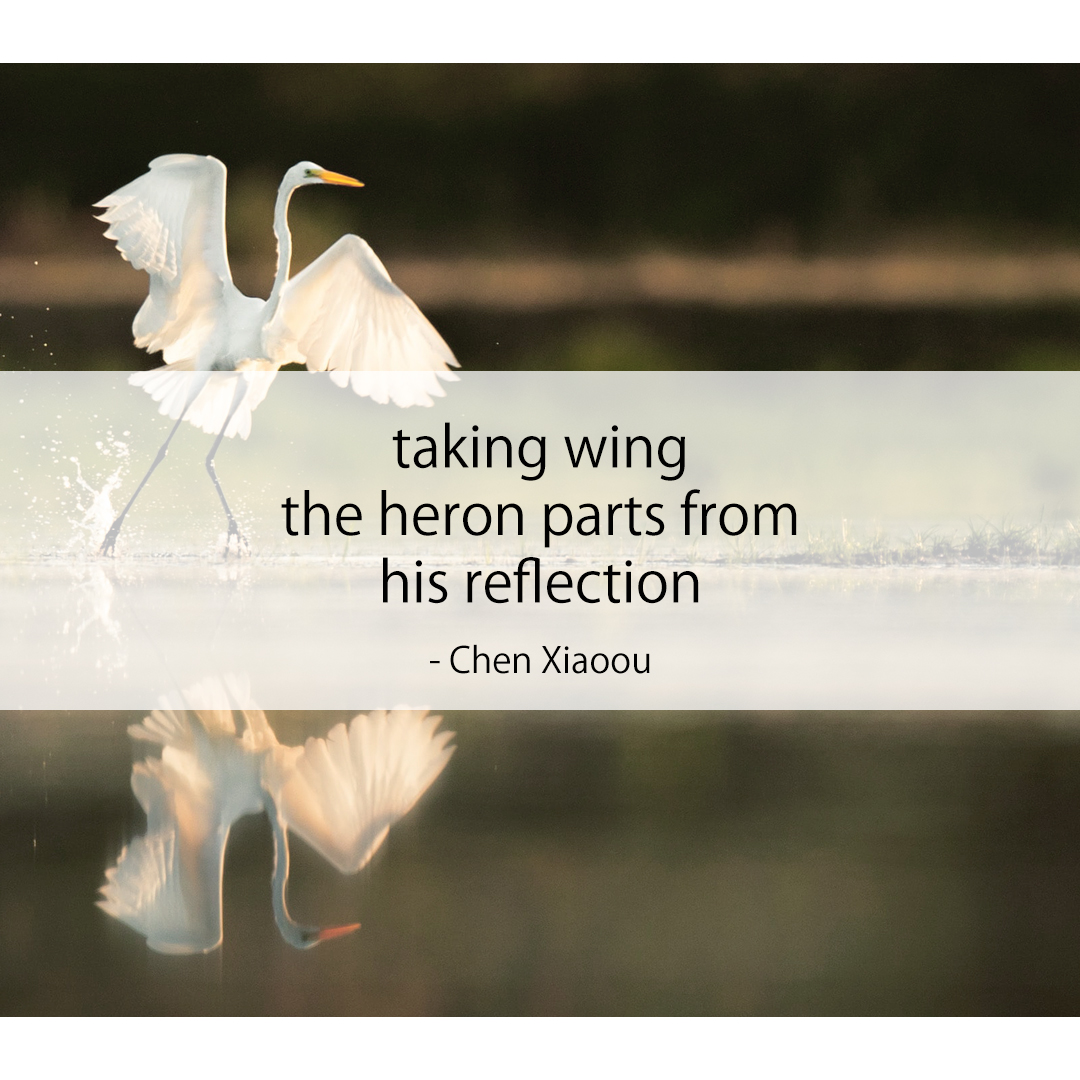 taking wing / the heron parts from / his reflection
