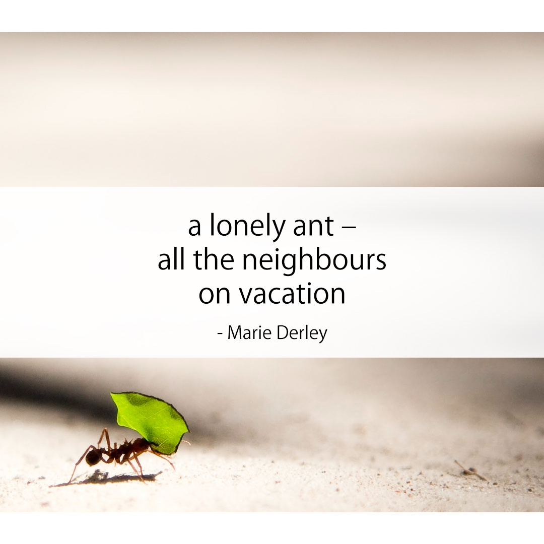 a lonely ant – / all the neighbours / on vacation