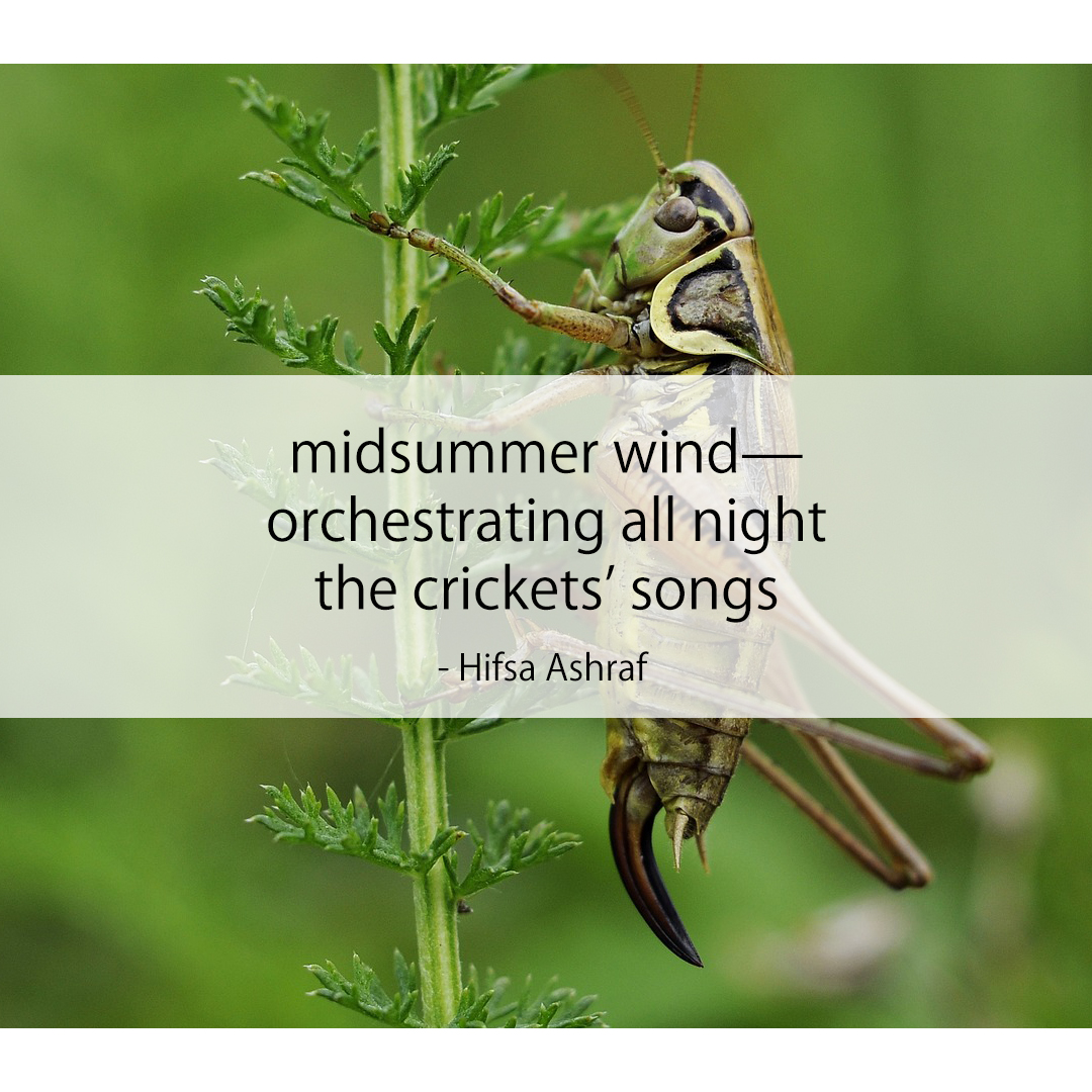 midsummer wind— / orchestrating all night / the crickets’ songs