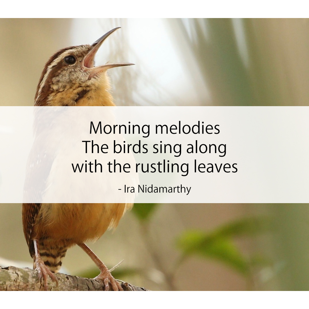 Morning melodies / The birds sing along / with the rustling leaves